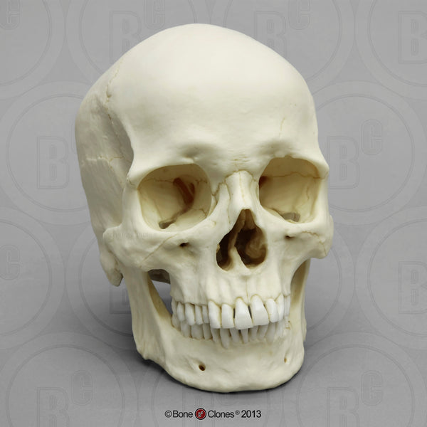 Human Skull (European male) Cast Replica - Homo sapiens #BC-107