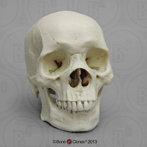 Human Skull (African male) Cast Replica - Homo sapiens #BC-110