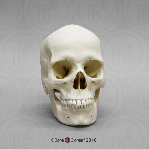 Human Skull (European female) Cast Replica - Homo sapiens #BC-133