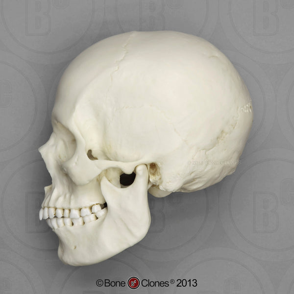 Human Skull (European female) Cast Replica - Homo sapiens #BC-133