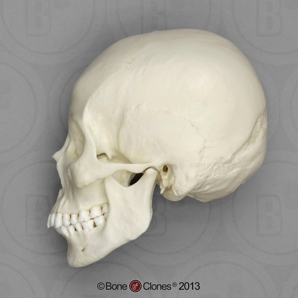Human Skull (Asian female) Cast Replica - Homo sapiens #BC-149