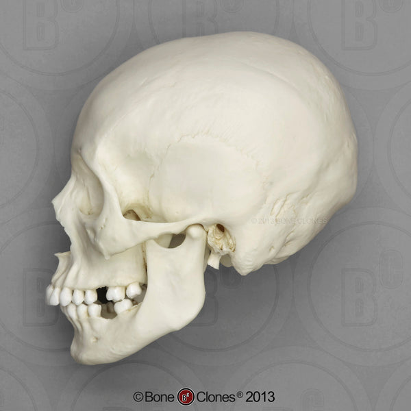 Human Skull (African-American female) Cast Replica - Homo sapiens #BC-178