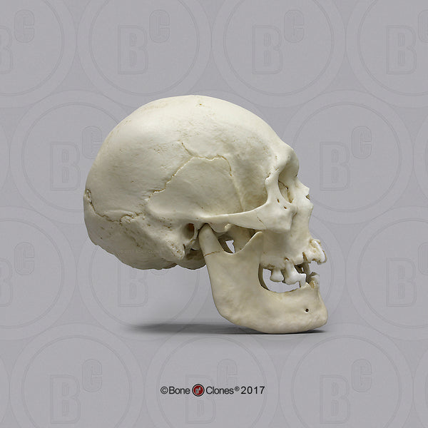 Human Skull (Polynesian male) Cast Replica - Homo sapiens #BC-302