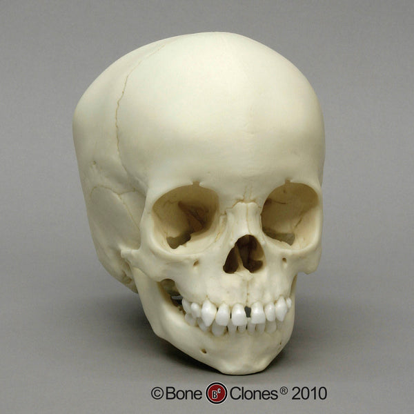 Human Child Skull (2-3 years old) Cast Replica - Homo sapiens #BC-275