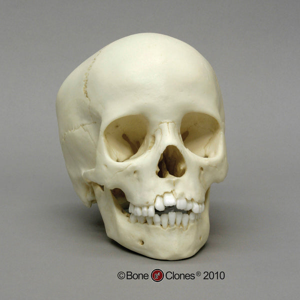 Human Child Skull (5-9 years old) Cast Replica - Homo sapiens #BC-276