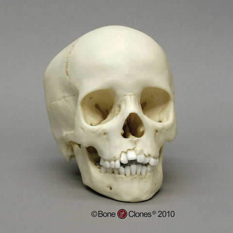 Human Child Skull (5-9 years old) Cast Replica - Homo sapiens #BC-276