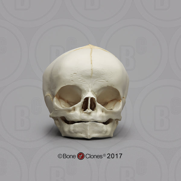 Human Fetal Skulls (set of 3) Cast Replicas - Homo sapiens #BC-182-Set