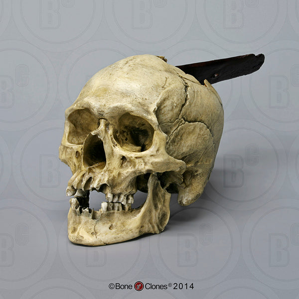 Historic Skull: Cast Replica Conquistador Human Skull - Homo sapiens #BC-199