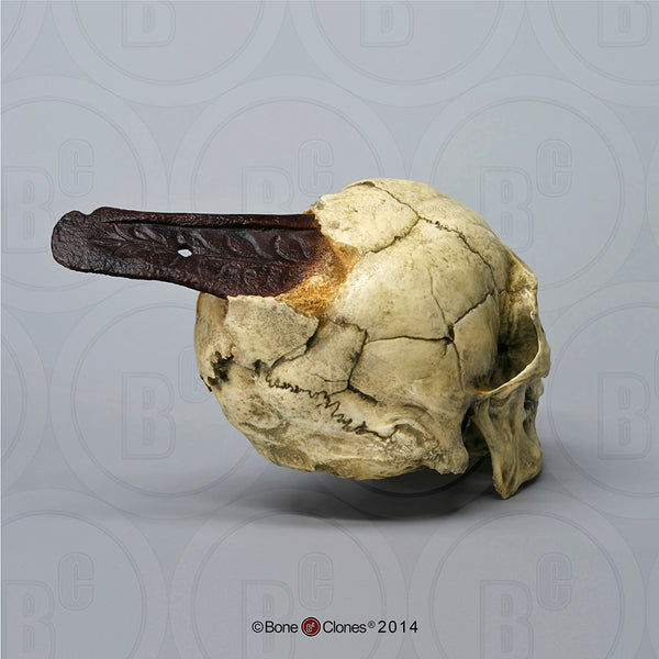 Historic Skull: Cast Replica Conquistador Human Skull - Homo sapiens #BC-199