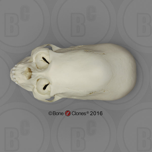 Historic Skull: Cast Replica Human Skull (Cranial-bound Elongated Peruvian skull) - Homo sapiens #BC-200