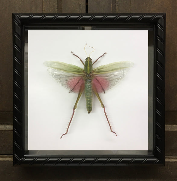 Grasshopper: Citrus Locust - Chondracris rosea