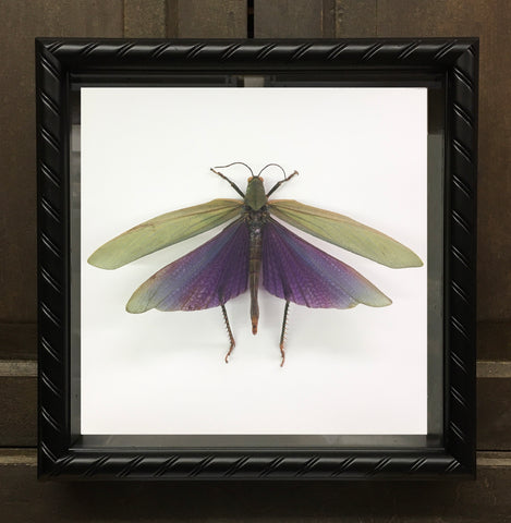Grasshopper: Purple-Winged Grasshopper - Titanacris albipes