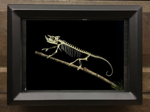 Jackson's Chameleon Skeleton - Triceros jacksonii