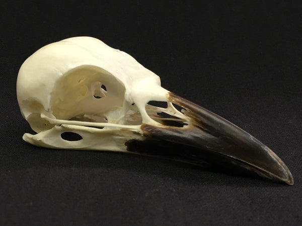 Carrion Crow Skull - Corvus corone