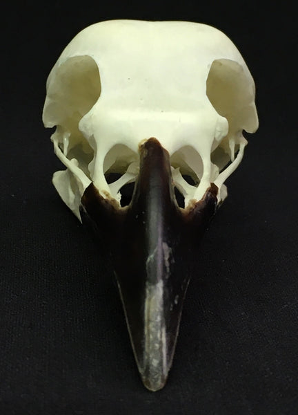 Carrion Crow Skull - Corvus corone