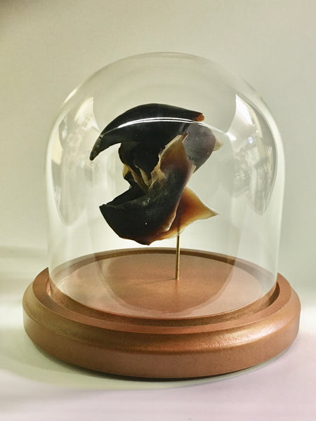 Humboldt Squid Beak in Glass Dome - Dosidicus gigas