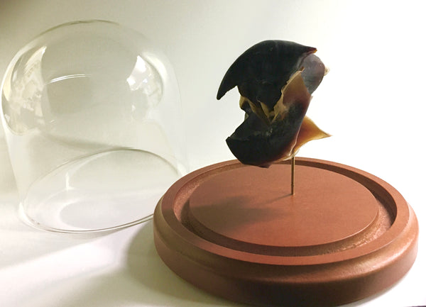 Humboldt Squid Beak in Glass Dome - Dosidicus gigas