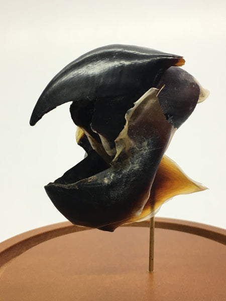 Humboldt Squid Beak in Glass Dome - Dosidicus gigas