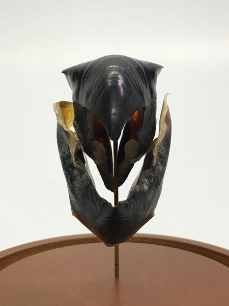 Humboldt Squid Beak in Glass Dome - Dosidicus gigas