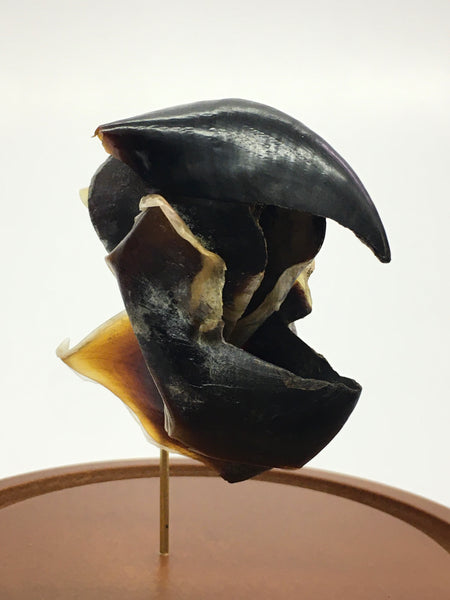 Humboldt Squid Beak in Glass Dome - Dosidicus gigas