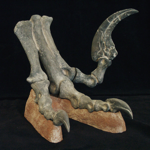 Dinosaur: Utahraptor Foot w/ Claws Cast Replica 16" (large dromaeosaurid "raptor" dinosaur)