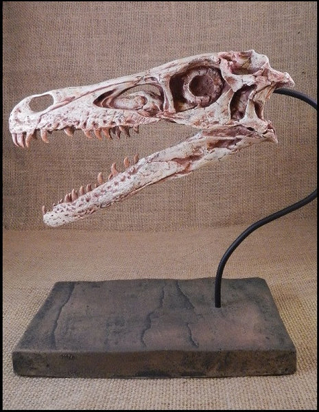 Dinosaur: Velociraptor Skull Cast Replica w/ base 9" (small dromaeosaurid "raptor" dinosaur)