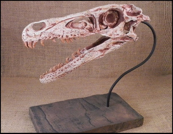 Dinosaur: Velociraptor Skull Cast Replica w/ base 9" (small dromaeosaurid "raptor" dinosaur)