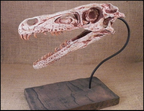 Dinosaur: Velociraptor Skull Cast Replica w/ base 9" (small dromaeosaurid "raptor" dinosaur)