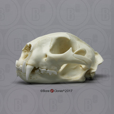 Cat Skull (Cougar - male) Cast Replica - Puma concolor #BC-015