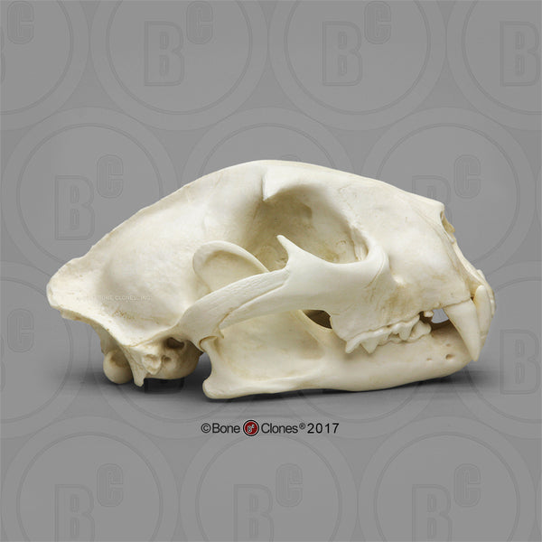 Cat Skull (Cougar - male) Cast Replica - Puma concolor #BC-015