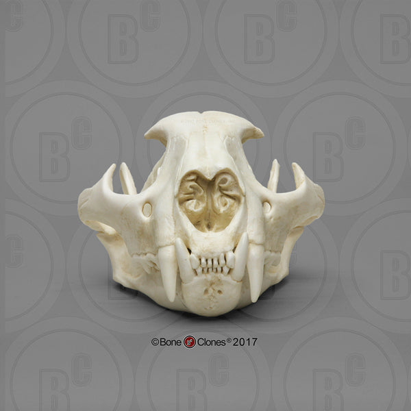 Cat Skull (Cougar - male) Cast Replica - Puma concolor #BC-015