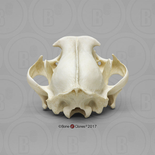 Cat Skull (Cougar - male) Cast Replica - Puma concolor #BC-015