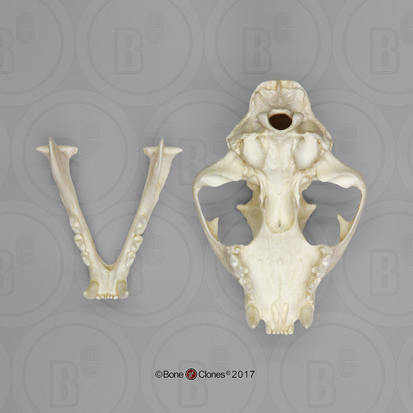 Cat Skull (Cougar - male) Cast Replica - Puma concolor #BC-015