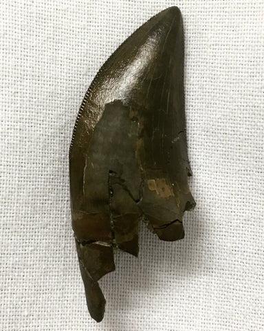 Tyrannosaurus (T.rex) Tooth 1&11/16" (gigantic tyrannosaurid dinosaur)