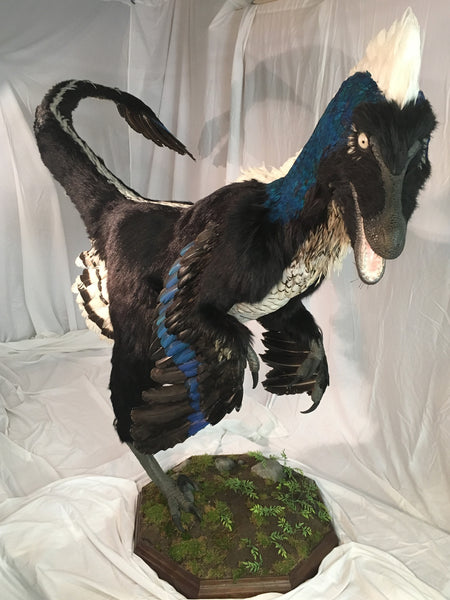 Deinonychus "Raptor" w/ Real Feathers