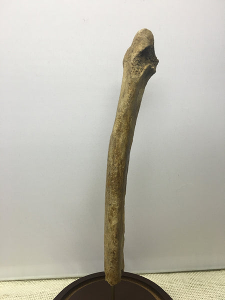 Saber-toothed Cat radius bone - Smilodon fatalis