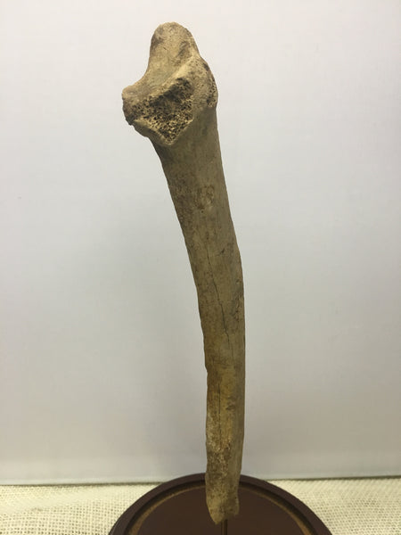 Saber-toothed Cat radius bone - Smilodon fatalis