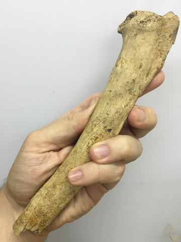 Saber-toothed Cat radius bone - Smilodon fatalis