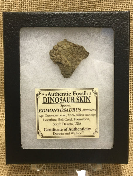 Edmontosaurus Skin 1&1/2" (gigantic duck-billed dinosaur) - #FDS1