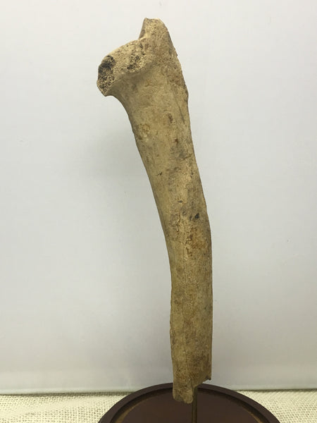 Saber-toothed Cat radius bone - Smilodon fatalis