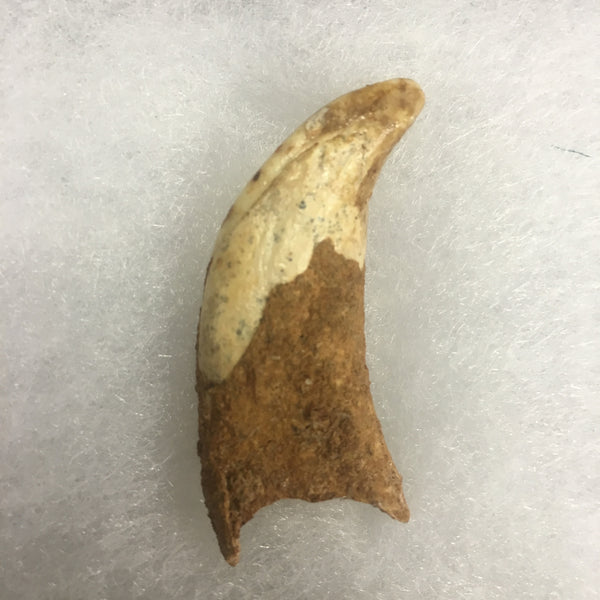 Marsupial Lion Tooth Fossil 2&3/8" - Thylacoleo carnifex - #FMT5