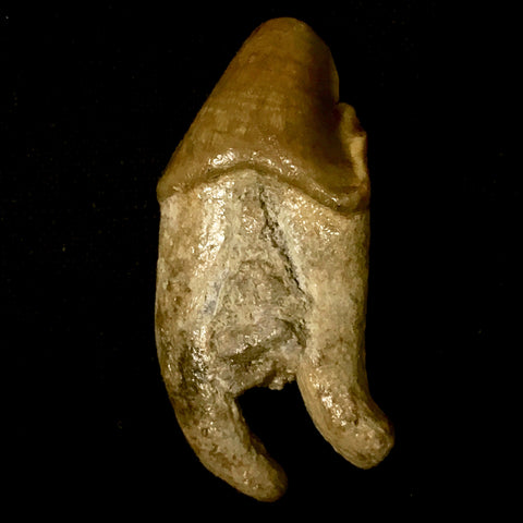 Canid Tooth 1&7/8" - Borophagus dudleyi