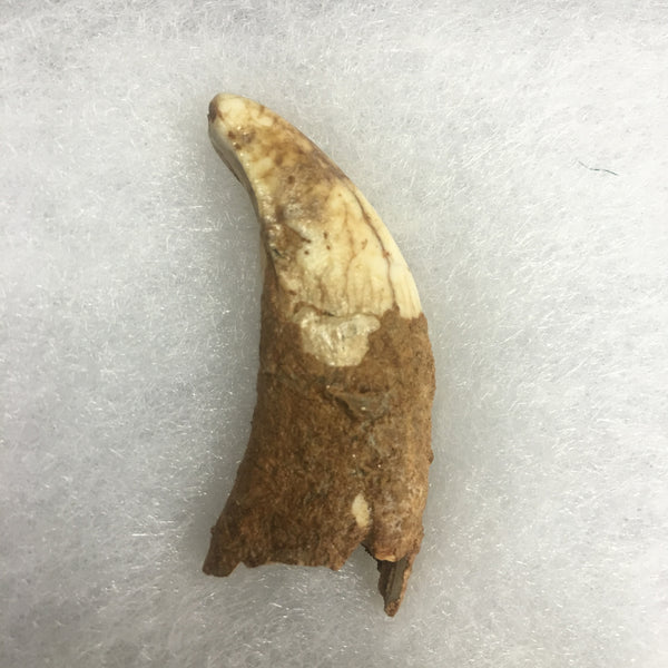 Marsupial Lion Tooth Fossil 2&3/8" - Thylacoleo carnifex - #FMT5