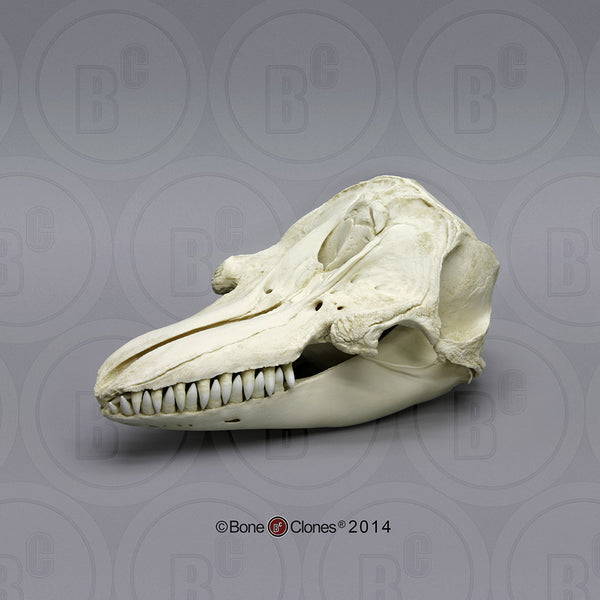 Dolphin Skull (False Killer Whale) Cast Replica - Pseudorca crassidens #BC-044