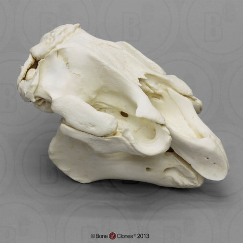 Manatee Skull Cast Replica - Trichechus manatus #BC-046