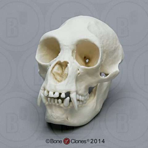 Siamang Skull (female) Cast Replica - Symphalangus syndactylus #BC-047
