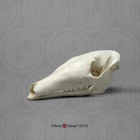 Aardvark Skull Cast Replica - Orycteropus afer #BC-308