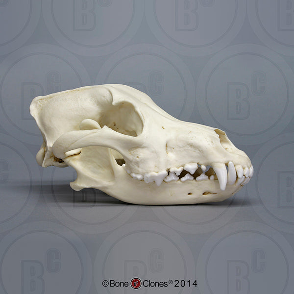 Wolf Skull (Mexican Wolf) Cast Replica - Canis lupus baileyi #BC-172