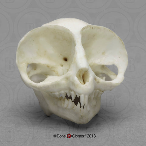 Tarsier Skull (Philippine Tarsier) Cast Replica - Tarsius syrichta #BC-050
