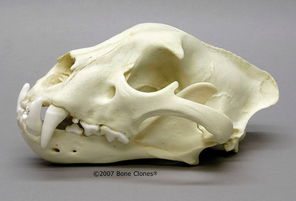 Cat Skull (Jaguar - male) Cast Replica - Panthera onca #BC-057